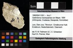 Foto (Objket + Etiketten) von Gastrodorus neuhausense (von Meyer, 1864) 